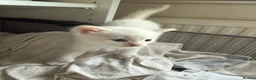 Domestic Shorthair cats for sale: Stunning Domestic Shorthair Kittens - Advert 19