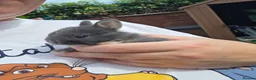 Netherland Dwarf rabbits for sale: Netherland Dwarf rabbits - Advert 1