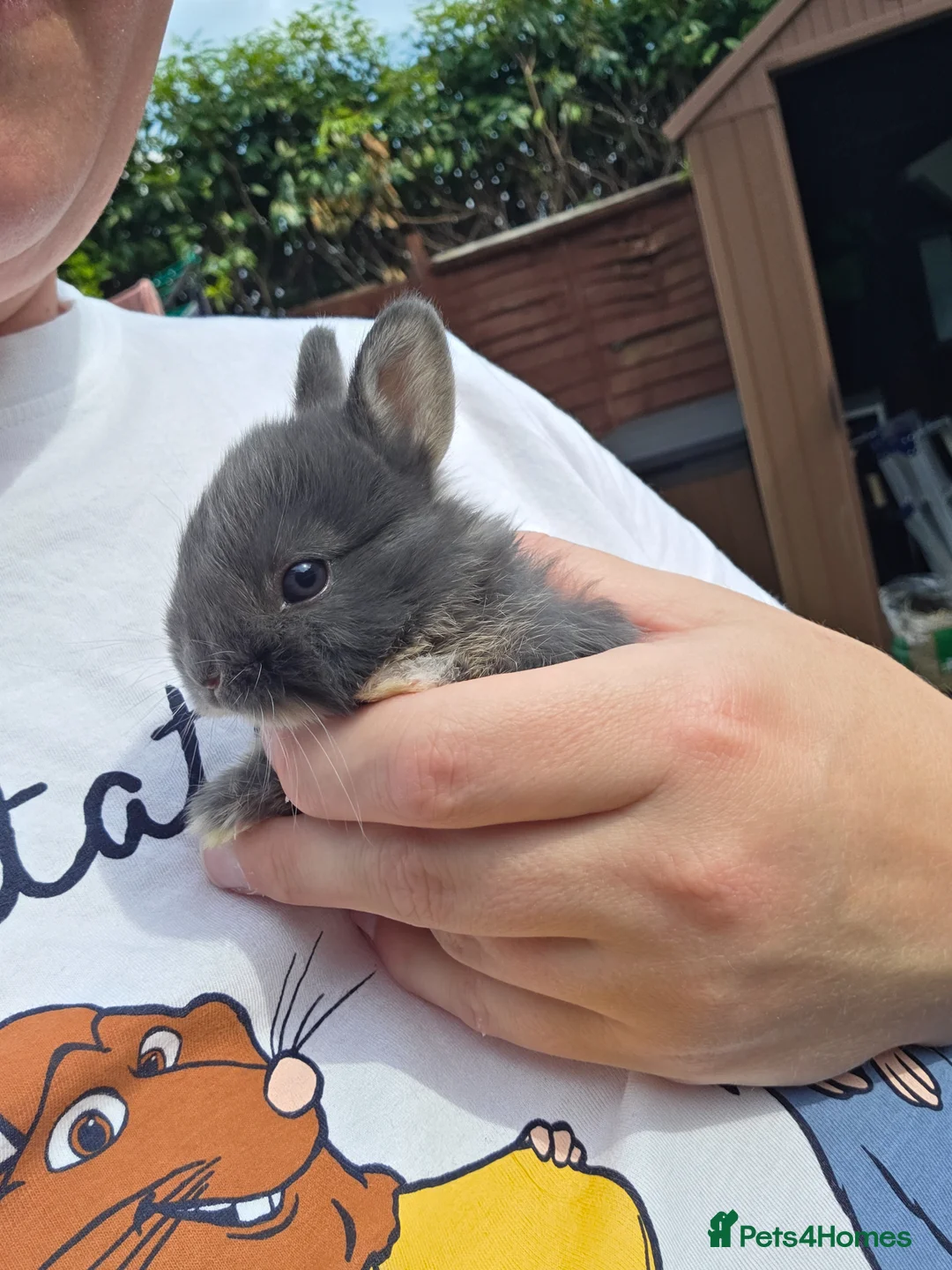Netherland Dwarf rabbits for sale: Netherland Dwarf rabbits - Advert 1