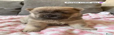 Chow Chow Puppy 4