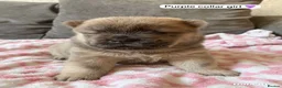 Chow Chow dogs for sale: OUTSTANDING chow chow litter  - Advert 4