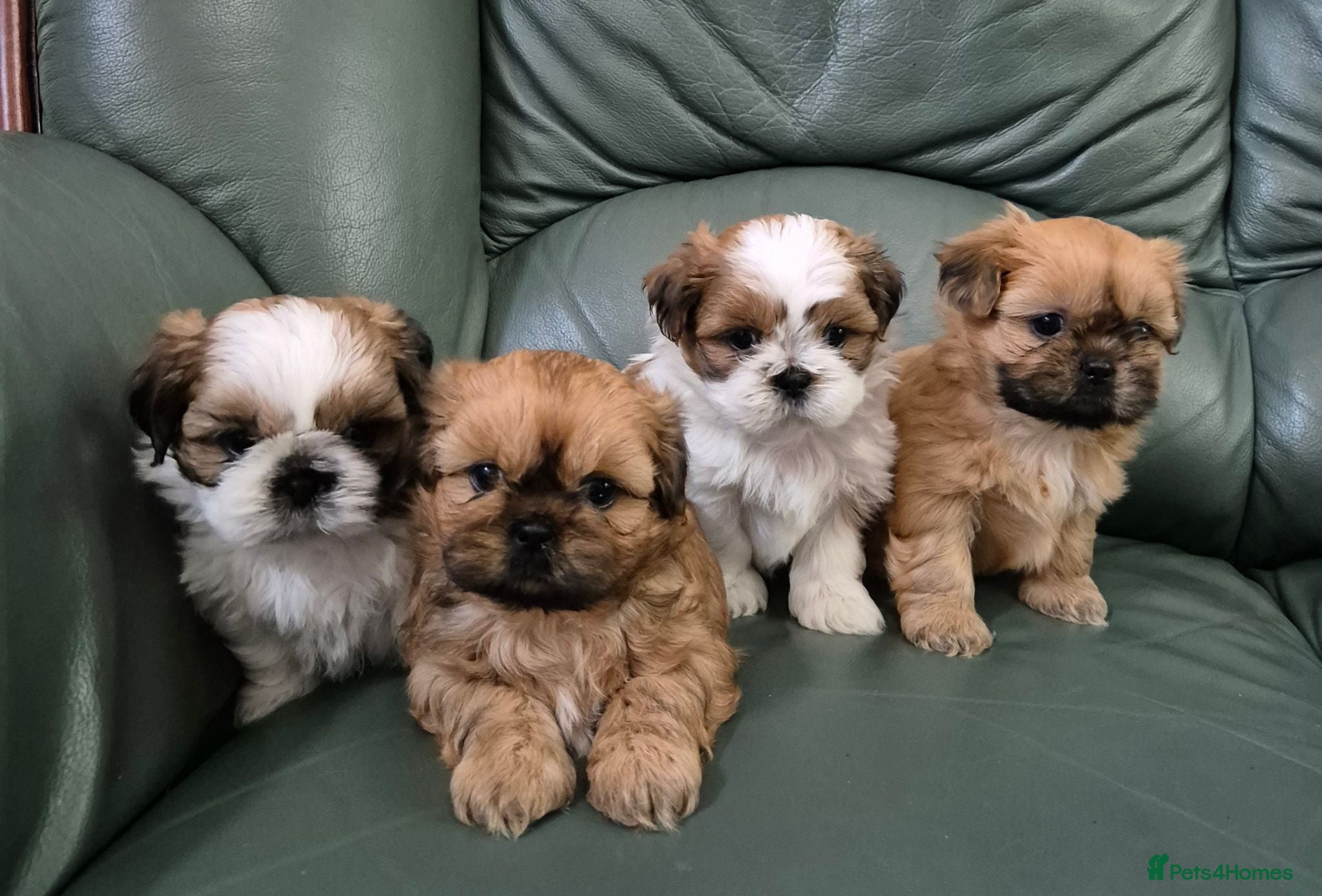 Shih Tzu dogs 4 Female Imperial ShihTzu Puppies for Sale - Advert 5