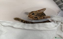 Bengal cats for sale: Half Bengal Kitten Ready Now - Image 1