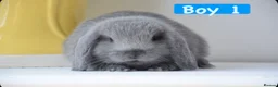 Mini Lop rabbits for sale: Beautiful pure mini lop bunnies   - Advert 3