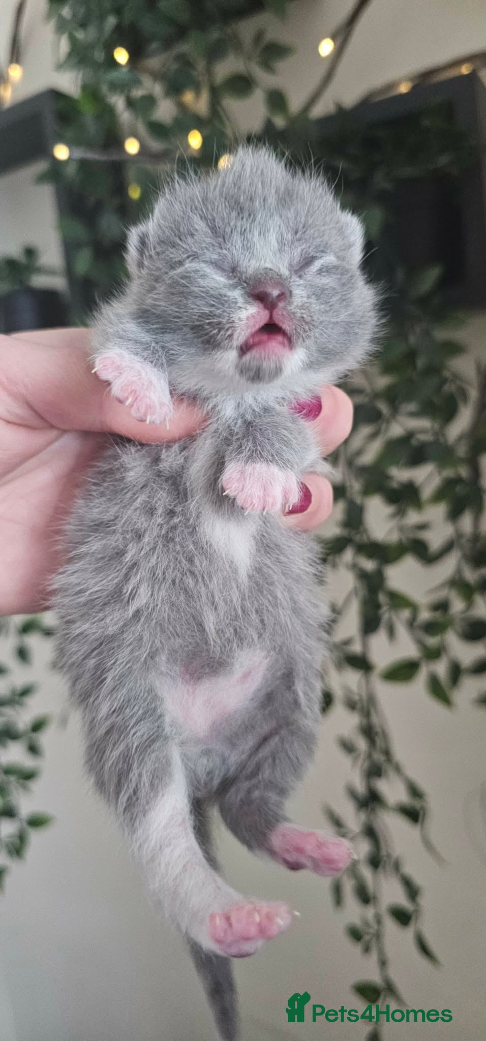 British Shorthair cats High Quality British Shorthair Kittens GCCF - Advert 1