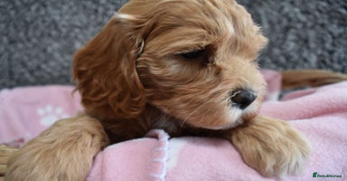 Cockapoo dogs - Advert 4