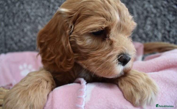 Cockapoo dogs - Advert 2