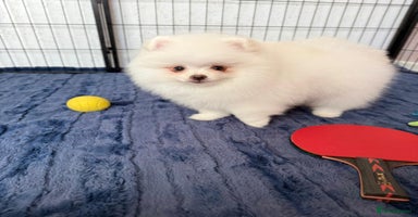 Pomeranian dogs - Advert 4
