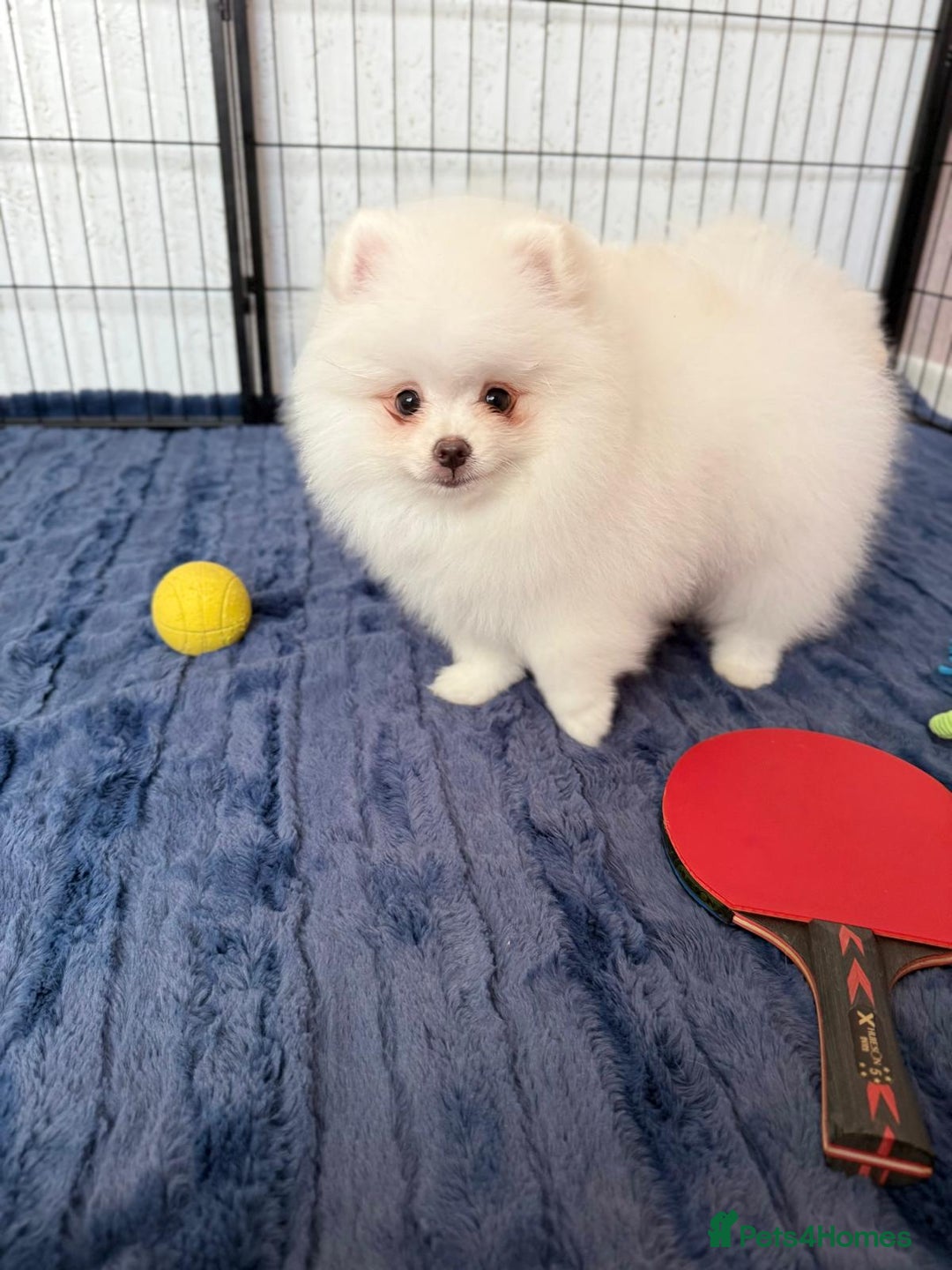 Pomeranian dogs for sale: 🐾✨ Rare White Extra Tiny Size Pomeranian Puppies  - Image 2