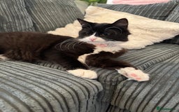 Mixed Breed cats for sale: 6-Month-Old Long-Haired Tuxedo Cat – Indoor  - Image 2