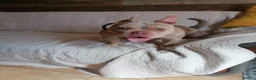 Mixed Breed dogs for adoption: ❤️🐶 COCO – 2-year-old small-medium Micro Bulldog - Advert 14