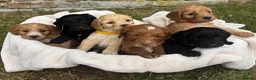 Cockapoo dogs for sale: Gorgeous F1 Cockapoo Puppies KC parents - Advert 2