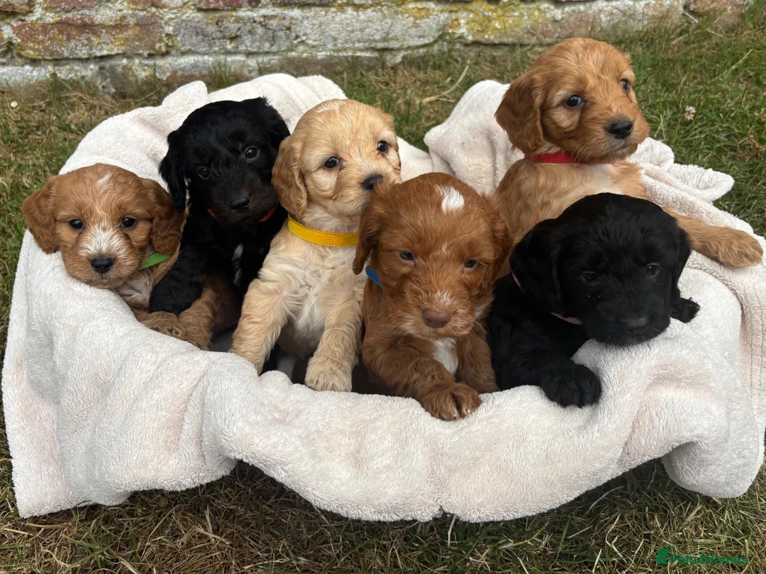 Cockapoo dogs for sale: Gorgeous F1 Cockapoo Puppies KC parents - Advert 2