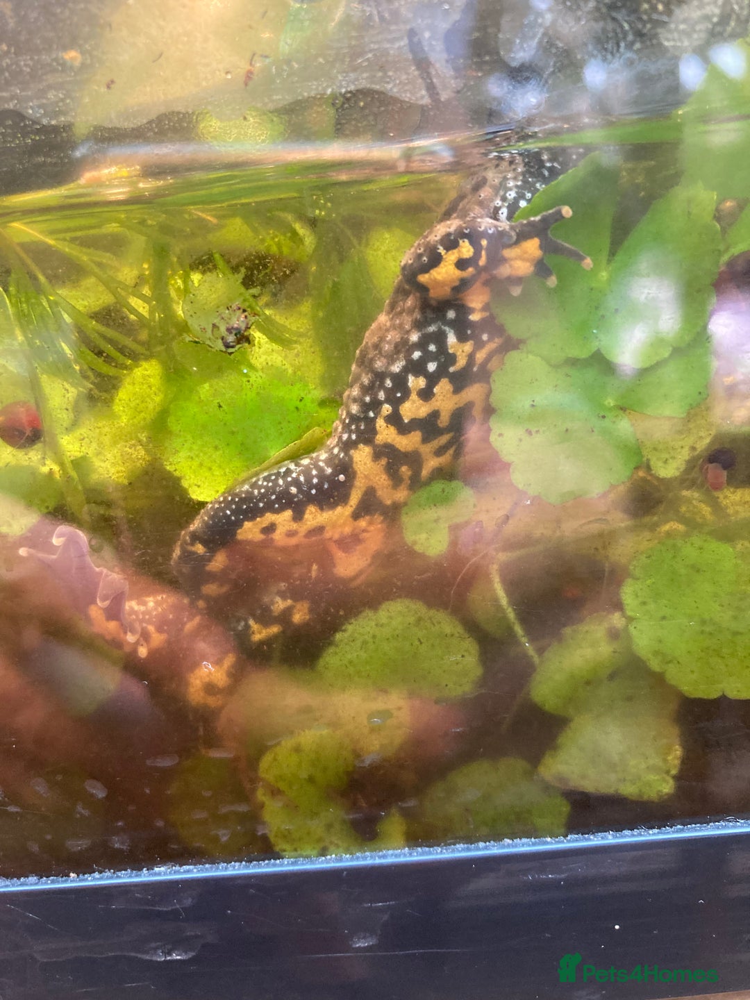 Frog reptiles for sale: Fire belly toads and dart frog - Image 8