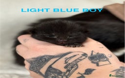 Domestic Shorthair cats for sale: 🐾✨ Gorgeous Fluffy Black Kittens – Ready 24/12 🐾 - Image 6