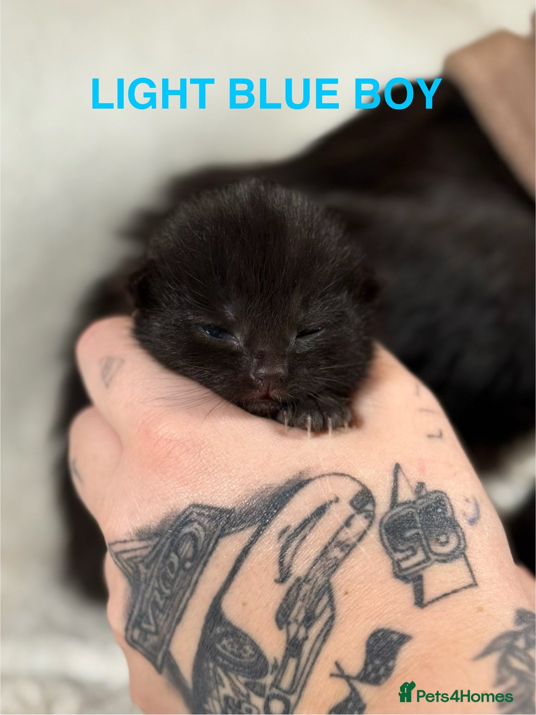 Domestic Shorthair cats for sale: 🐾✨ Gorgeous Fluffy Black Kittens – Ready 24/12 🐾 - Image 6