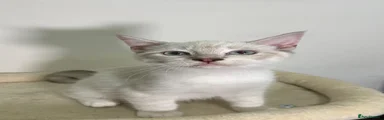 Ragdoll 1