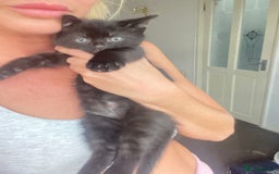 Mixed Breed cats for sale: 3 beautiful kittens for sale ready Friday 24/10 - Image 7