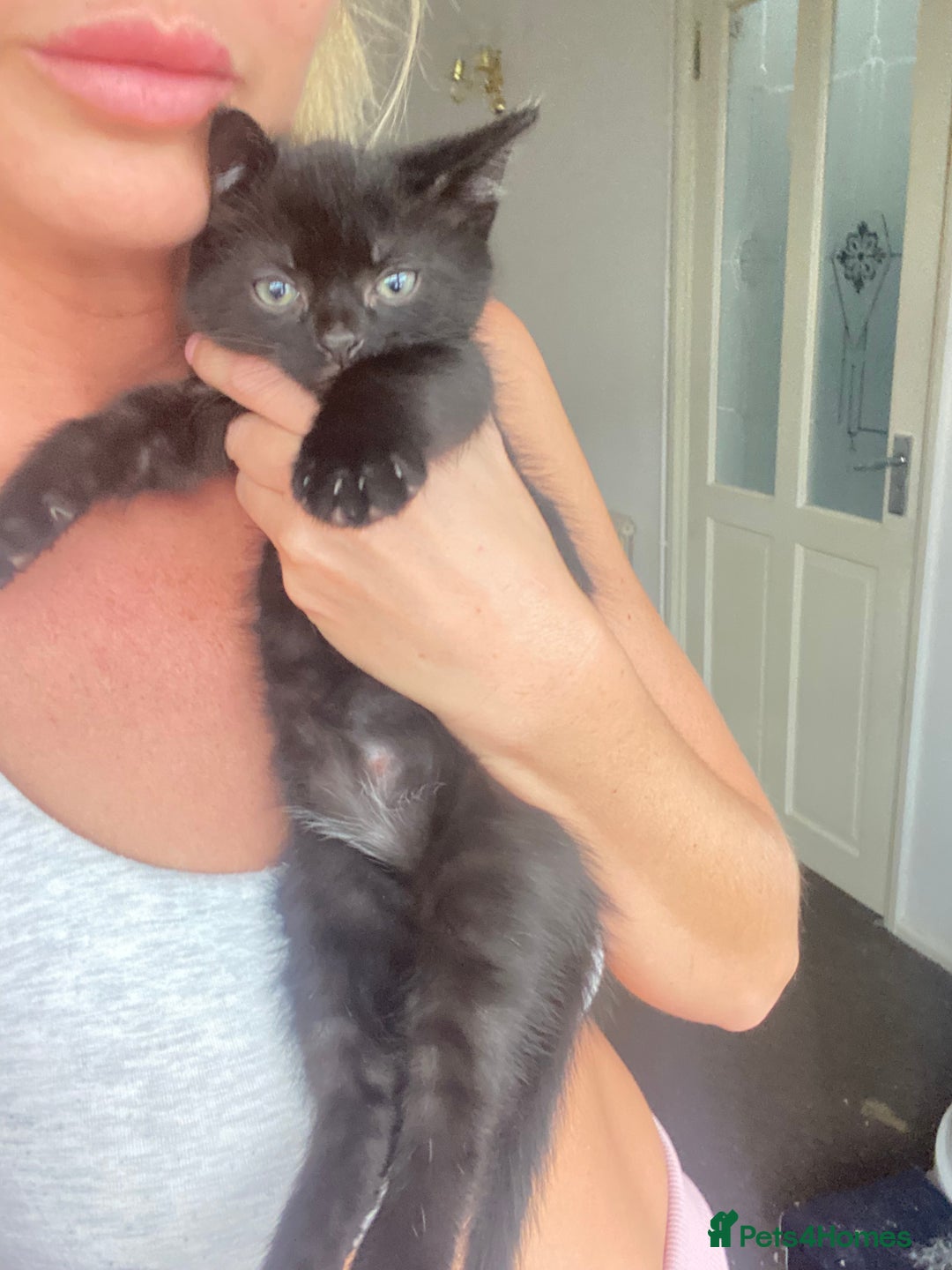 Mixed Breed cats for sale: 3 beautiful kittens for sale ready Friday 24/10 - Image 7