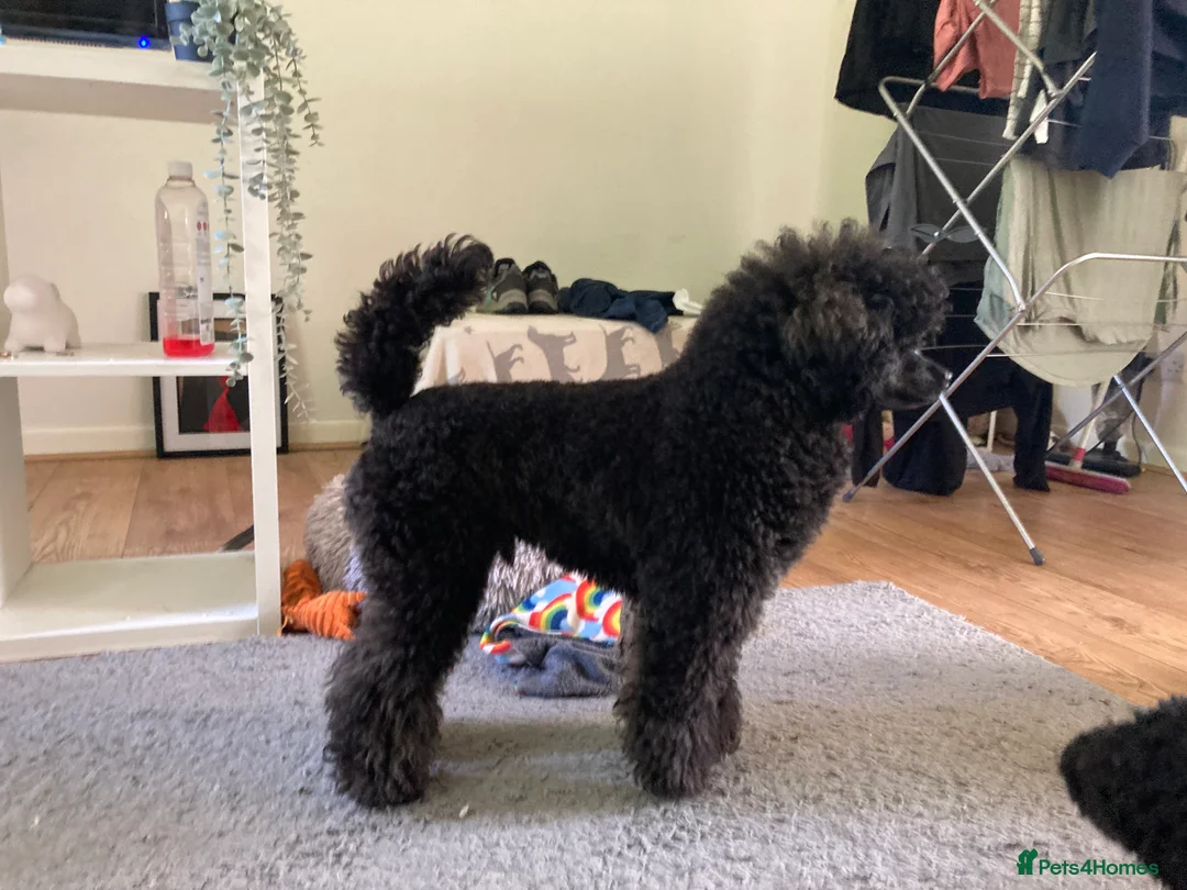 Toy Poodle dogs for stud: Health Tested Toy poodle for stud in Wareham - Advert 6