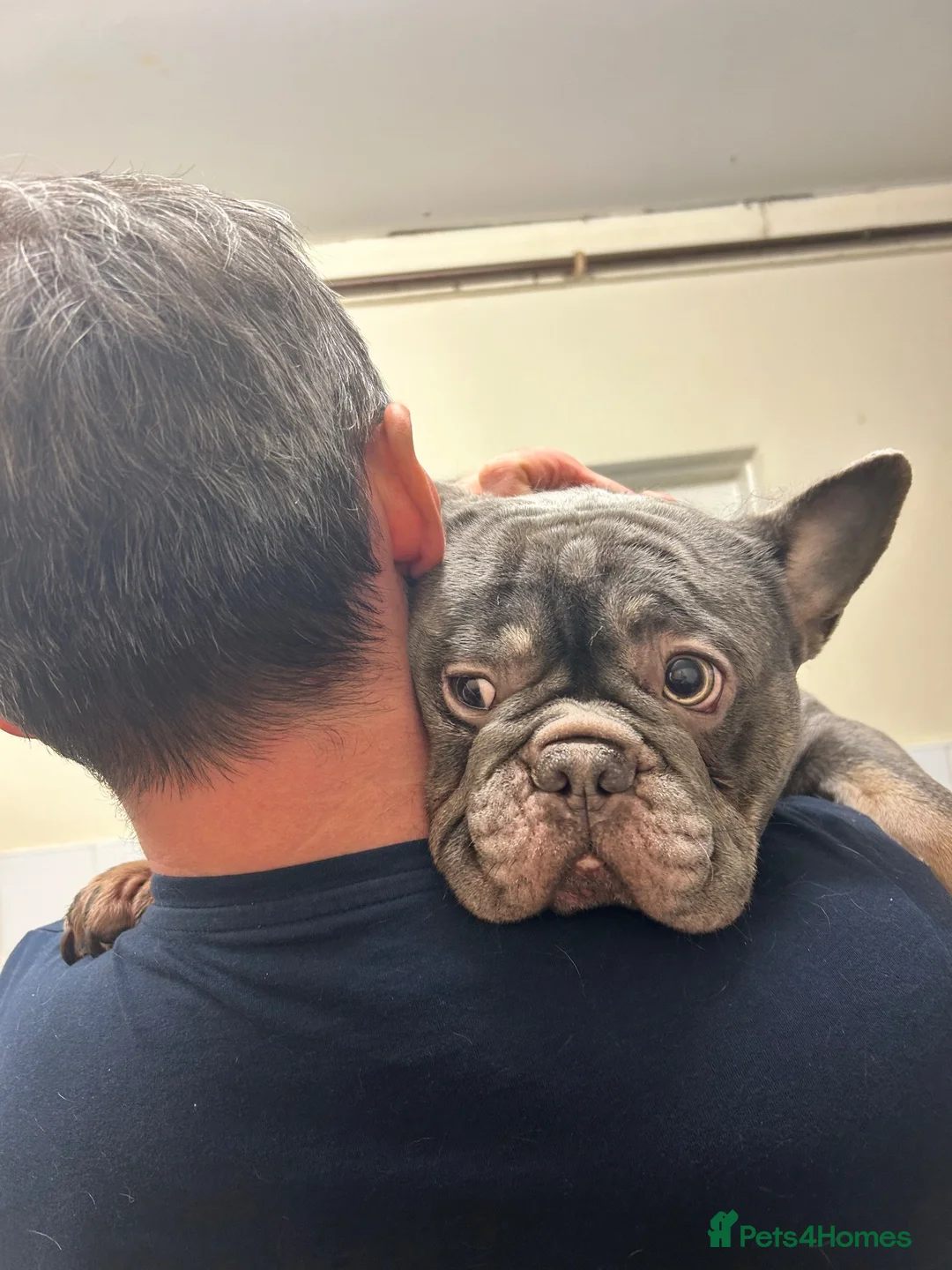 French Bulldog dogs for sale: French bulldog  in Liverpool - Advert 1
