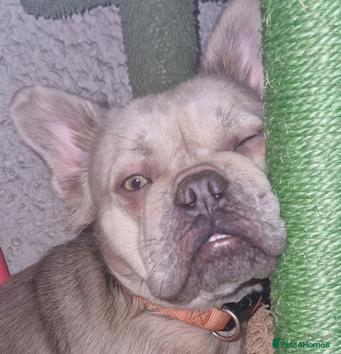 French Bulldog dogs Fluffy french bulldog female,  luxe  - Advert 13