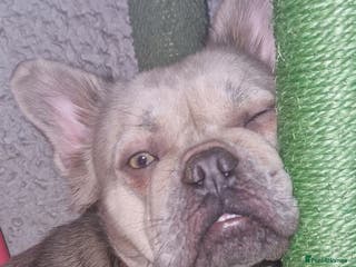 French Bulldog dogs Fluffy french bulldog female, luxe - Advert 13