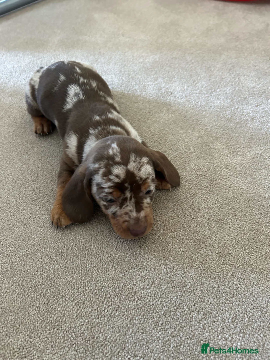 Dachshund dogs for sale: dachshund puppy’s  - Advert 4