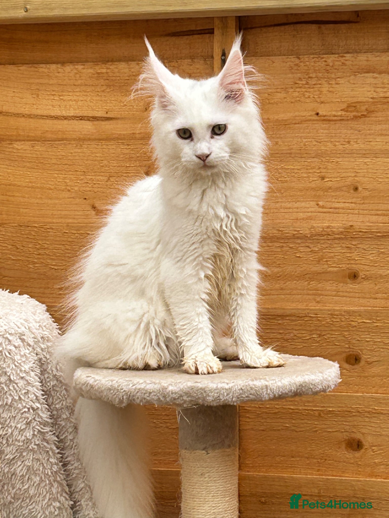 Maine Coon cats Majestic Maine coon kittens available  - Advert 1