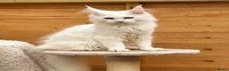 Maine Coon cats for sale: Majestic Maine coon kittens available  - Advert 1