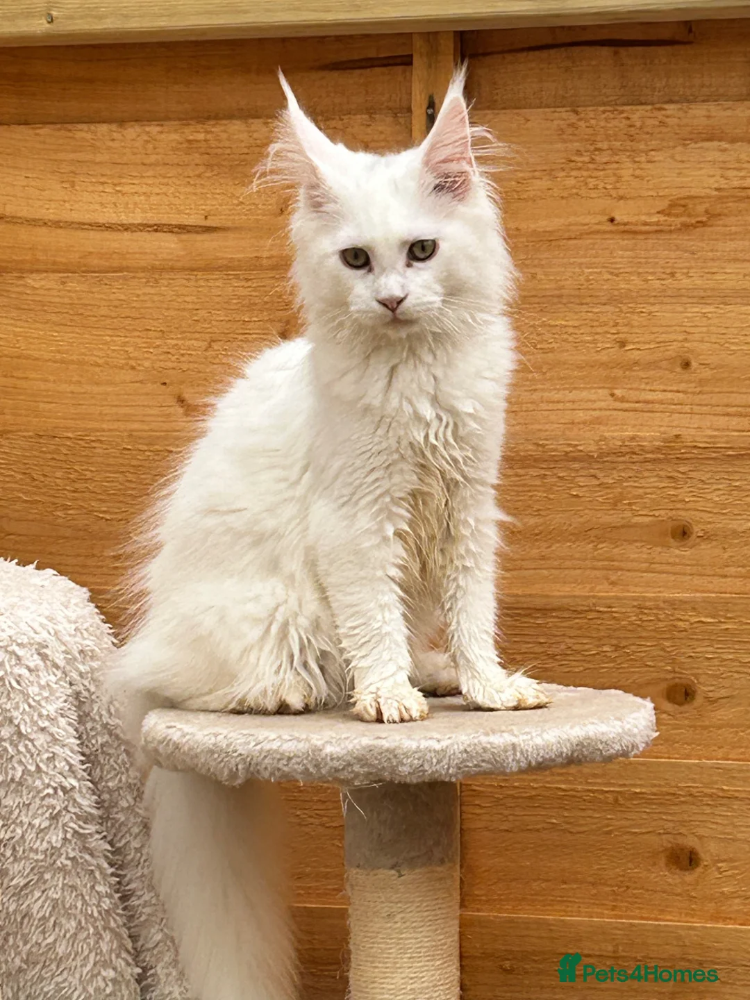 Maine Coon cats for sale: Majestic Maine coon kittens available  - Advert 1
