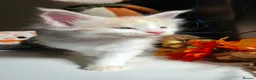 Maine Coon cats for sale: Ready now Stunning Maine coon kittens  - Advert 28