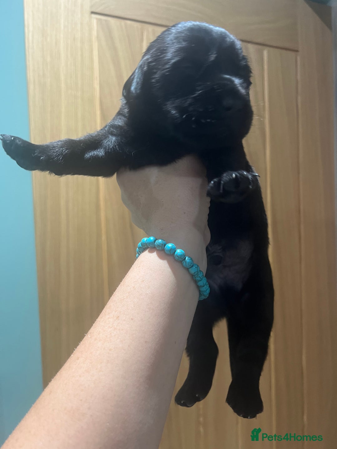 Goldador dogs for sale: Puppies- Goldadors (Golden retriever) (Labrador)  - Image 16