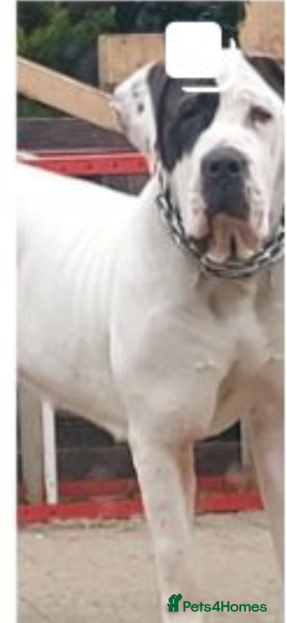 Mastiff dogs bully kutta male - Advert 1