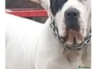 Mastiff dogs bully kutta male - Advert 1