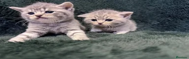 Scottish Fold 5 black tag 