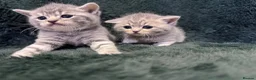 Scottish Fold cats for sale: Scottish striaght kittens registered  - Advert 9
