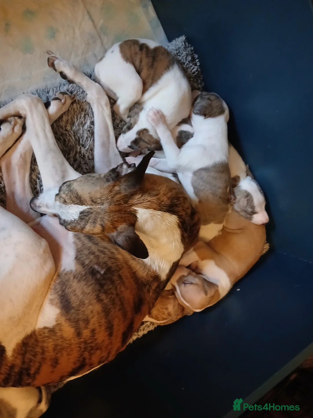 Whippet dogs for sale: KC registered pedigree whippet  - Advert 2