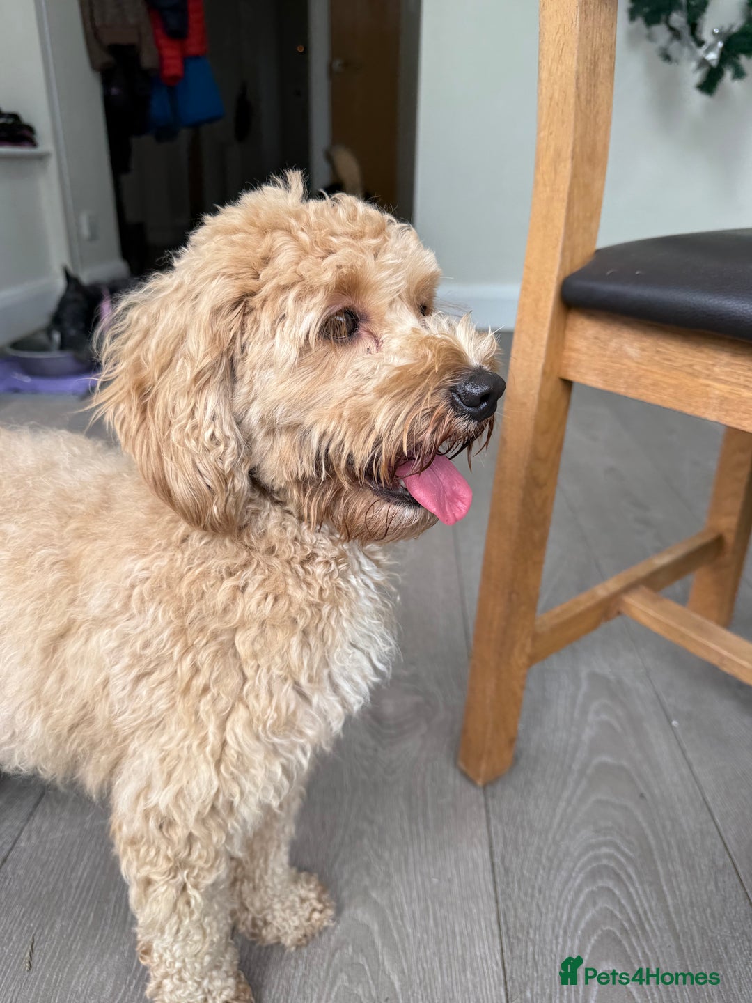 Cavapoo dogs for adoption: Coco – Too Young to Be Forgotten - Image 2