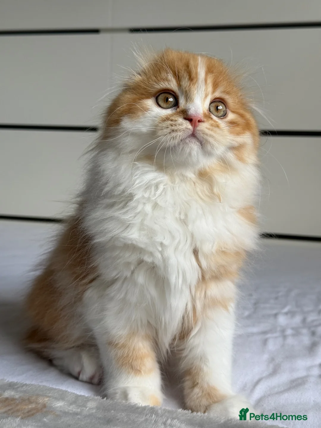 Scottish Fold cats for sale: Scottish Fold TICA Pedigree  - Advert 2