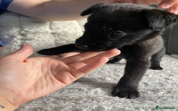 Belgian Shepherd Dog dogs for sale: Belgian malinois puppies - Image 10