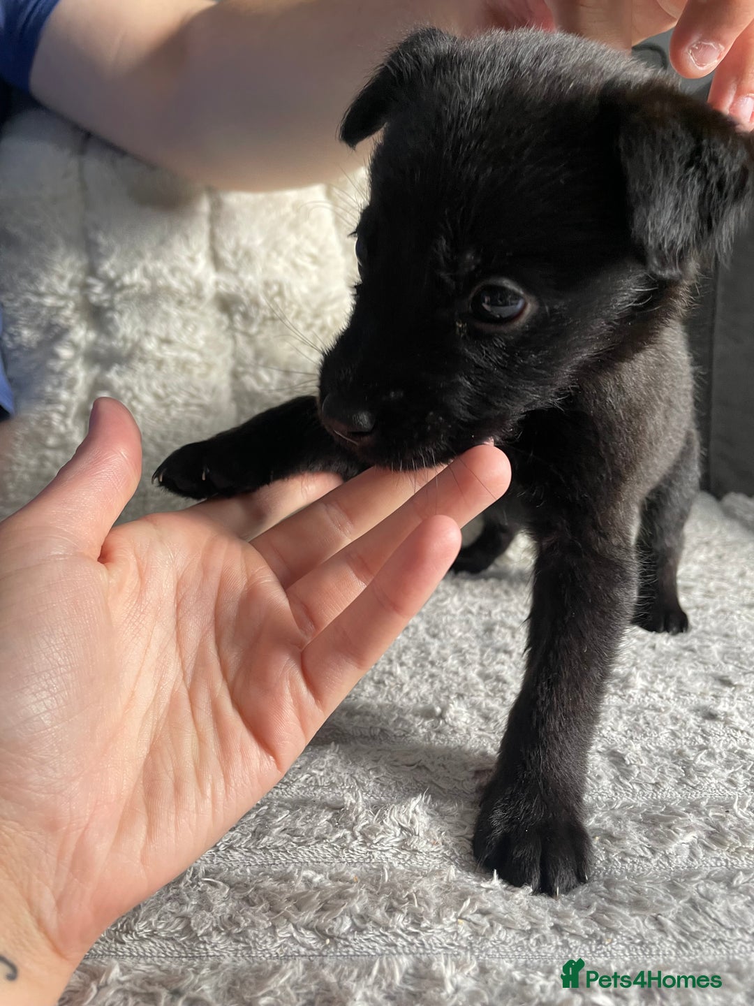 Belgian Shepherd Dog dogs for sale: Belgian malinois puppies - Image 10