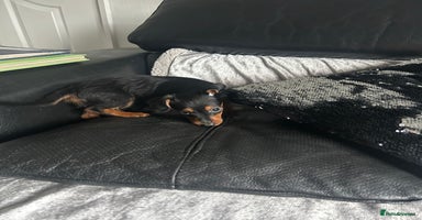 Mixed Breed dogs - Advert 11