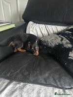 Mixed Breed dogs - Advert 2