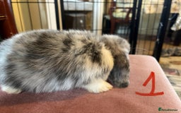 Mini Lop rabbits for sale: A Pair of Stunning Mini Lop Boys - Image 7