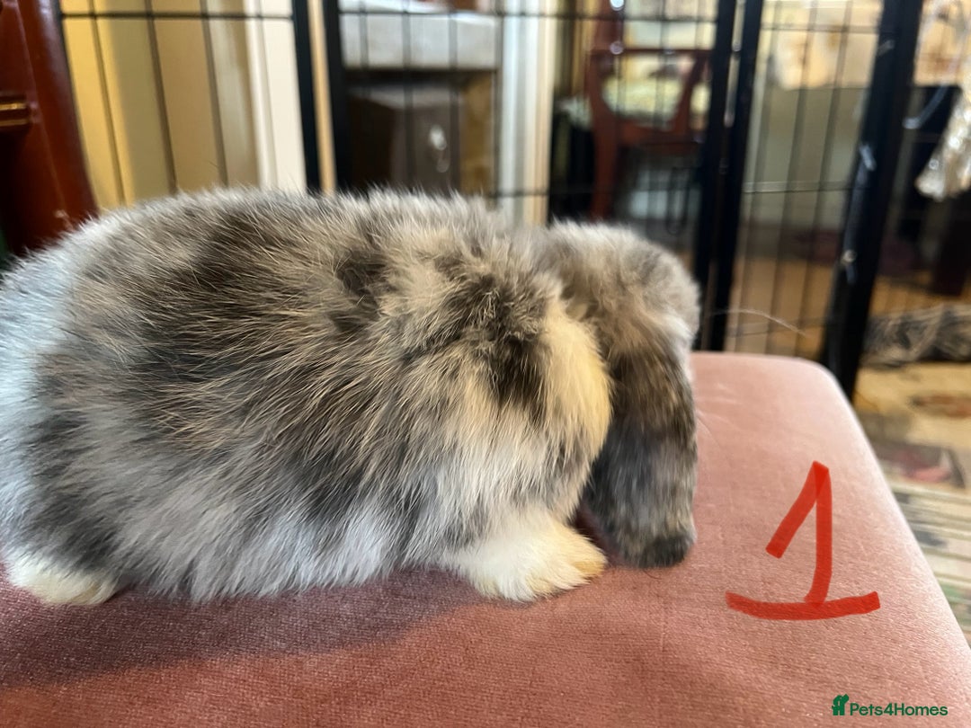Mini Lop rabbits for sale: A Pair of Stunning Mini Lop Boys - Image 7