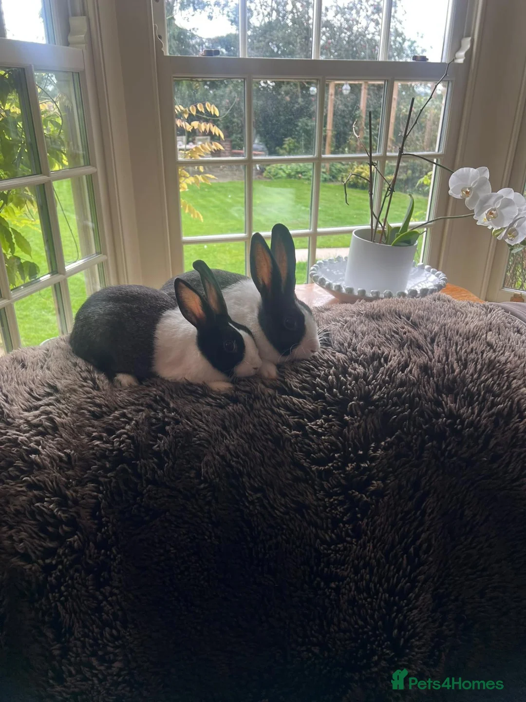 Dutch rabbits for sale: Two lovely Dutch rabbits - Advert 5