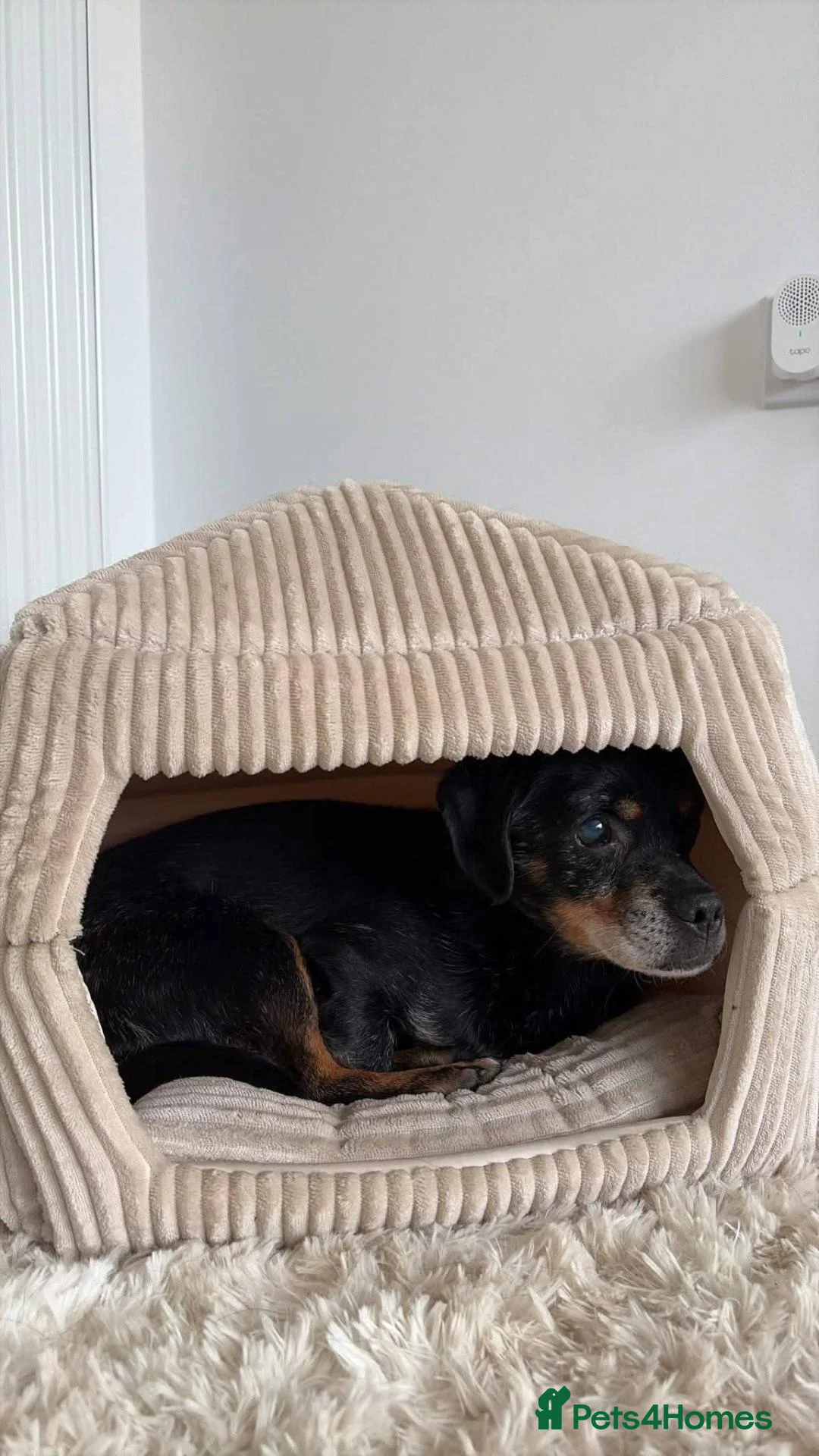 Mixed Breed dogs for adoption: Meet Fraggle, currently residing in East Lothian  in Tranent - Advert 7