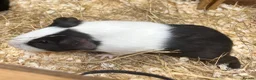 Guinea Pig rodents for sale: Young Male / boar guinea pigs  - Advert 12