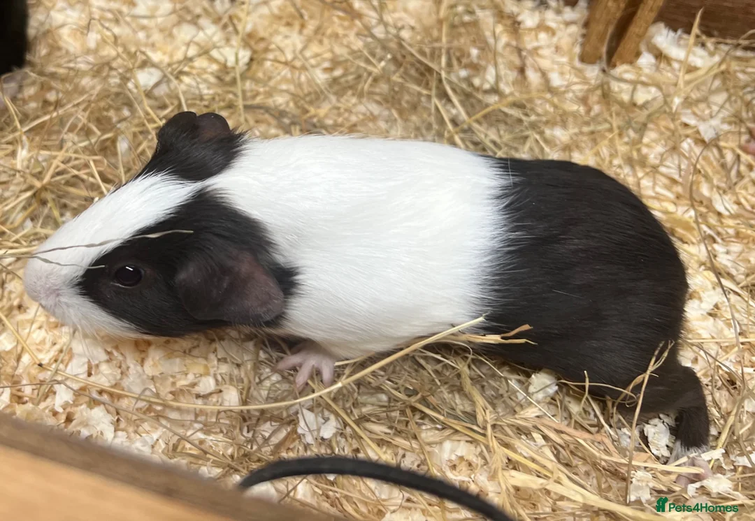 Guinea Pig rodents for sale: Young Male / boar guinea pigs  - Advert 12